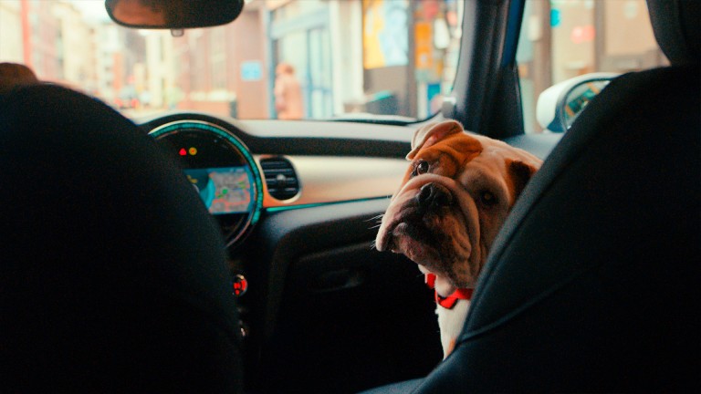 mini - big love - dog on seat