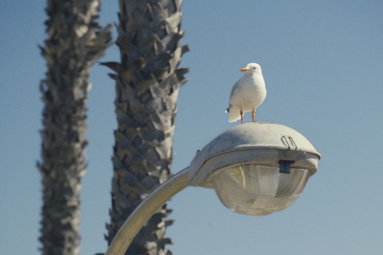 Seagull perched on a street light enjoying the sunshine with palm trees in the background.